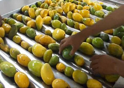 Fruit Processing Plant - Color: Black