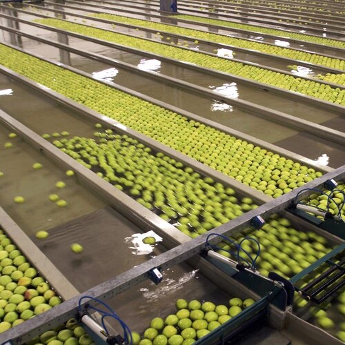 Fruit And Vegetable Processing Machine - Automation Grade: Yes