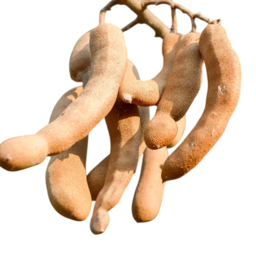 Raw Tamarind - Color: Brown