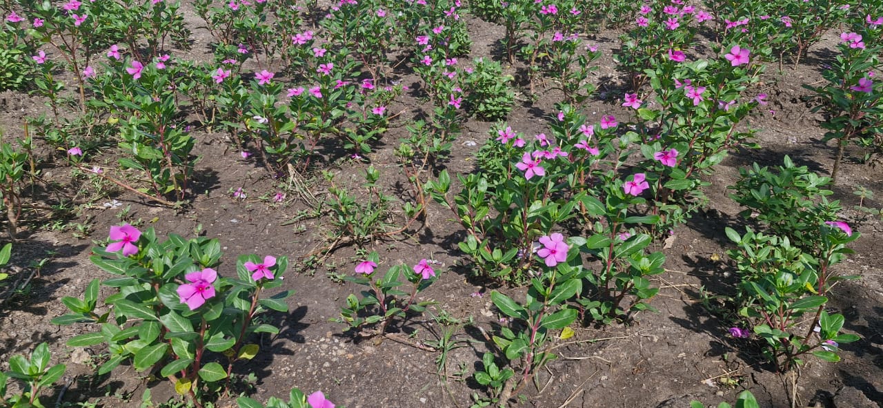 Vinca Rosea Dry Leaves - Type: Plant