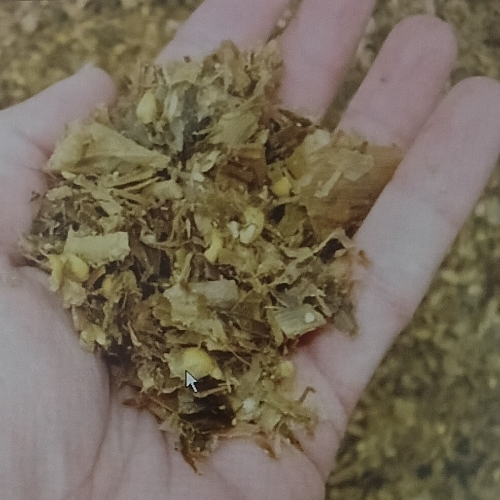 Corn Silage