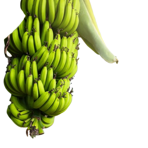 Green Banana - Whole Curved Fruit Green Color 50 kg 7-10 Days Shelf Life Common Cultivation