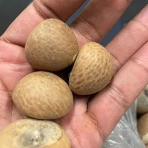 Arecanut supari