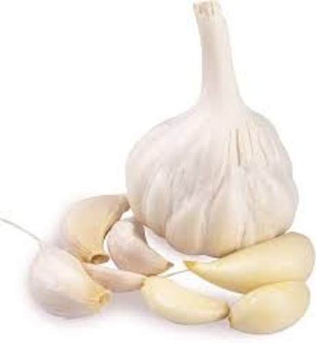 Fresh Bulbs White Garlic - Moisture (%): 88%
