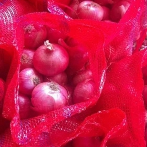 Fresh indian garva onion
