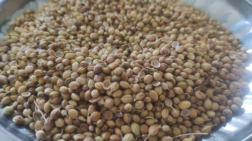 Coriander Seeds - Clean Whole Seeds, Conventional Cultivation | Fresh Natural Aroma, Uniform Quality, For Grinding and Cooking