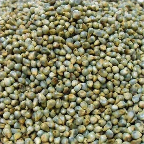 Indian Green Bajra (Pearl Millet) - Green Color, Common Cultivation | Clean Uniform Grains, Fresh Natural Quality, Good for Milling and Cooking