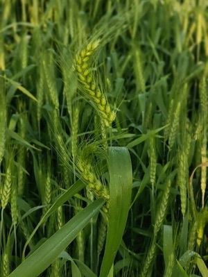 Organic Wheat Grain - Color: Bright Golden Amber