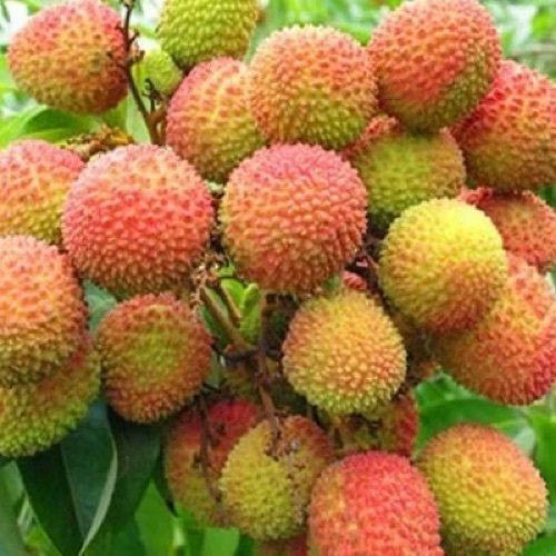 Fresh Litchi - Organic Red, Glutinous, Whole | Sweet, Round, Nutrient-enriched, Preservative-free