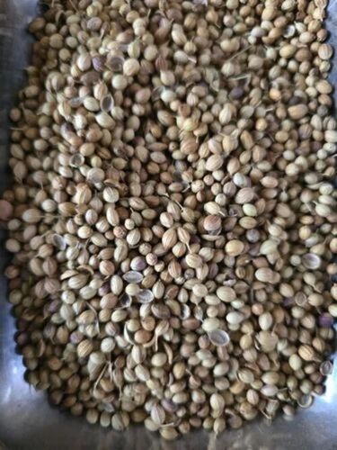 Coriander Seed