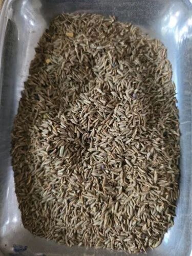 Cumin Seed