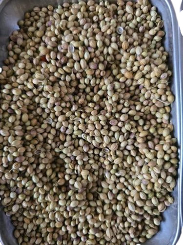 Dried Coriander Seed