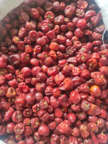 Gundut Red Chilli