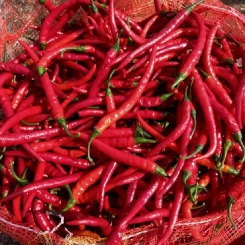 Organic Red Chilli  - Grade: A