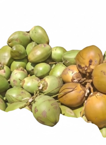 Tender Coconut - Whole Diamond Shape, Fresh | Naturally Sweet, Electrolyte Rich, Carefully Selected