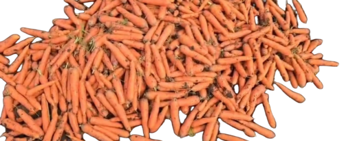 Frozen Carrot - Texture: Fresh