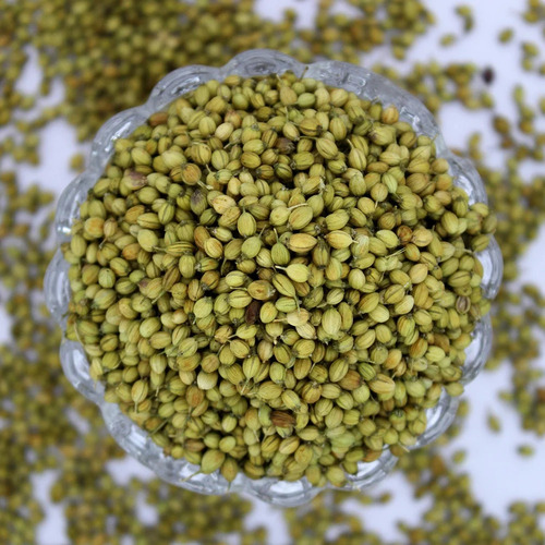 Single Parrot Coriander Seed