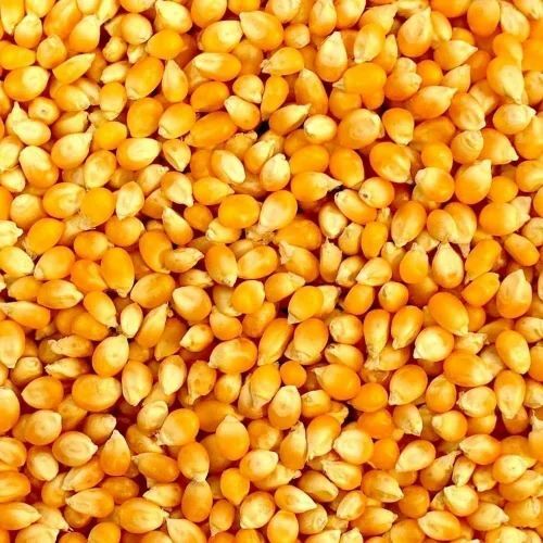 Fresh 999 Maize Grain - Yellow Loose Bag | A Grade Dried Various Sizes 12 Months Shelf Life
