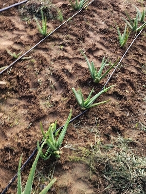 Alovera Plant - Breed: Barbadensis