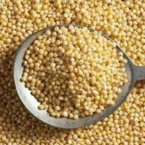 Foxtail Millet