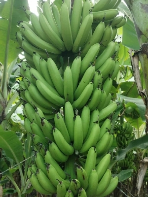 Fresh Banana - Color: Green