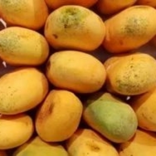Fresh Mangoes