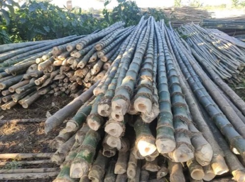 Balcoa Bhima Bamboo - Various Diameters, Natural Color | Hard Outer Layer, Good Grip Surface, Easy to Drill