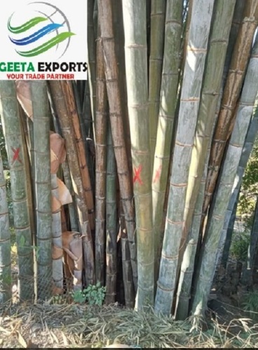 Gigentius Giant Bamboo Pole - Bamboo Various Sizes Raw Finish | Lightweight Durable Smooth Surface Weather-Resistant