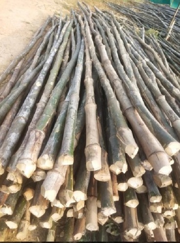 Super Bamboo Pole - Bamboo, Various Sizes, Natural | Easy to Handle, Crack-Resistant, High Load-Bearing, Smooth Texture