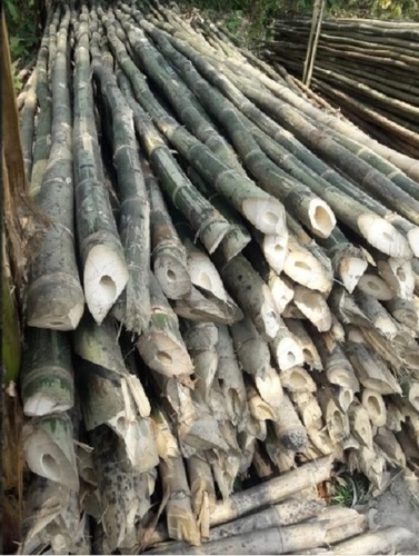 Treated Seasoned Bamboo Pole - Bamboo, Various Sizes | Easy to Handle, Crack-Resistant, Multi-Purpose, Longevity Treated