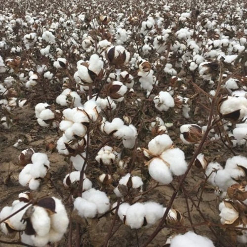 Raw Cotton