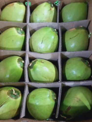Tender Coconut - Color: Green