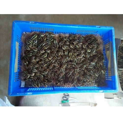 Chicken Egg Hatchery Tray