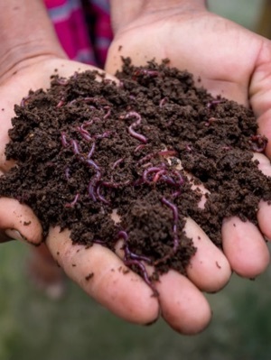 Organic Fertilizer Vermicompost - Purity(%): 100%