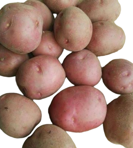 L R Red Potato