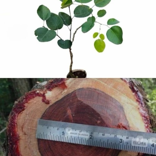 25 Feet Red Sandalwood Plant