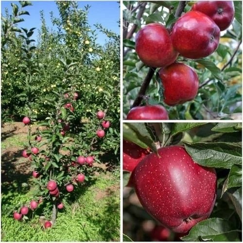 Apple Fruit Plant