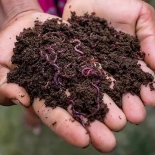 Vermicompost Granules - Organic, Black, 99% Purity | Nutrient Rich, Eco Friendly Soil Enhancer, Moisture Retentive, High Humus, Non Toxic Plant Booster