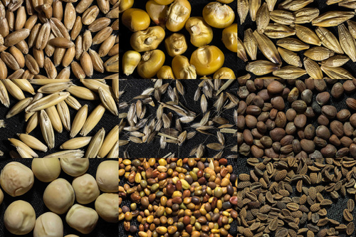 organic seeds