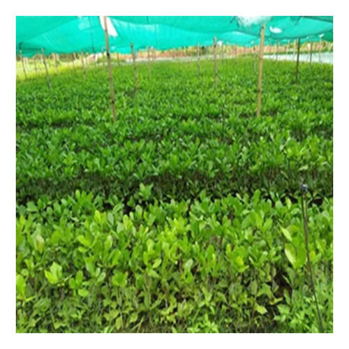 3Feet Cashew Grafting Plant