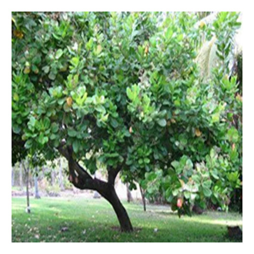 Best Nursery Cashew Plants
