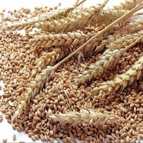 Food Wheat Grains 