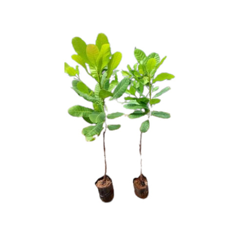 Green Grafted Cashew Plant