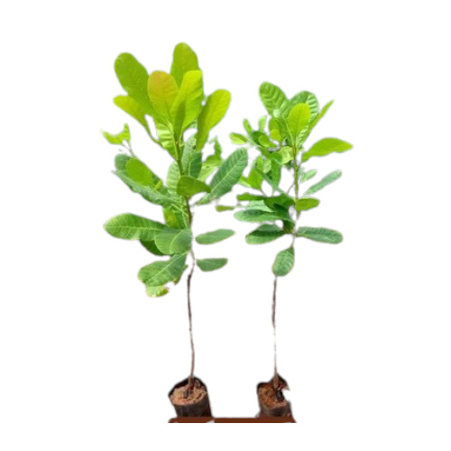 Organic Cashew Grafting Plants