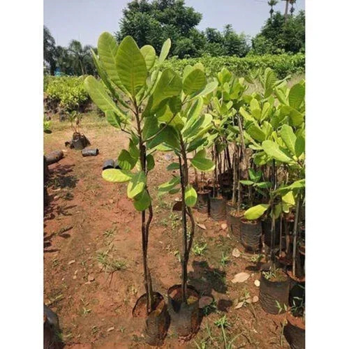 Vengurla 4 Cashew Nut Plant - 6 Inch, Organic, Acidic Soil | Green Food Plant