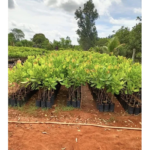Vengrula-4 Cashew Grafting Plants - 6-12 Months, Small Nuts, 1-2 Ft Green Plant, Root Ball Packaging