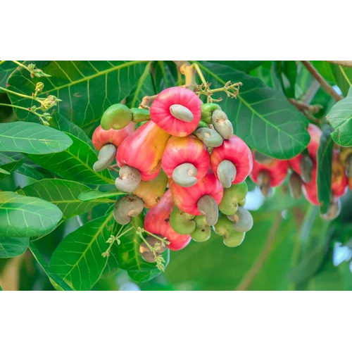 Vri 3 Cashew Grafting Plant