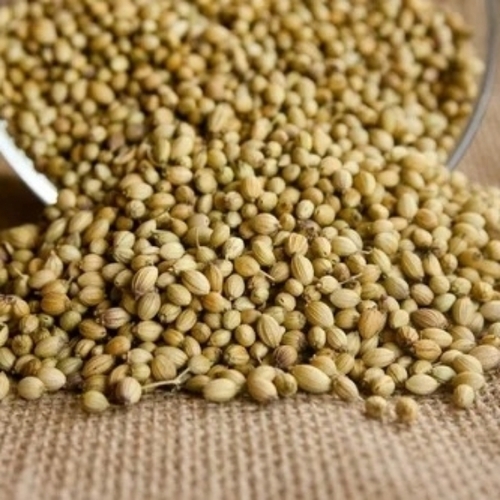 Coriander