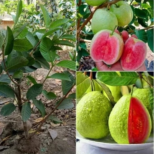 Guava Plant