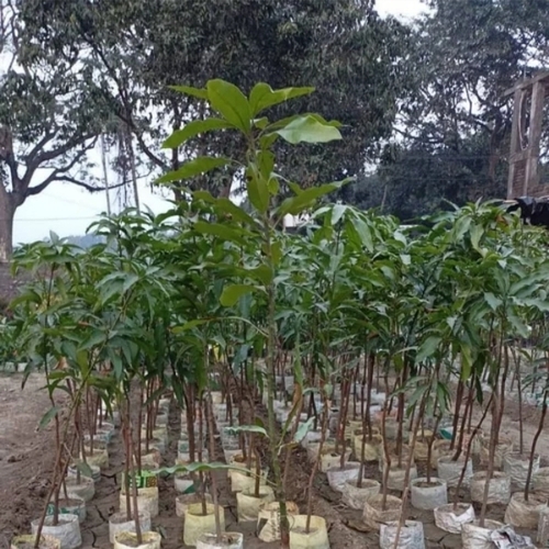 Mango Plant